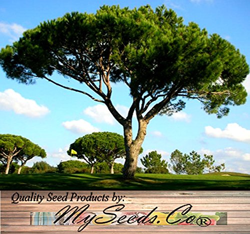 Amazon.com : Big Pack - (30) Italian Stone Pine Seeds, Pinus pinea